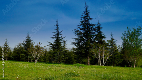 Pine needles and daisies in backlight. Blue Sky and pine forest.