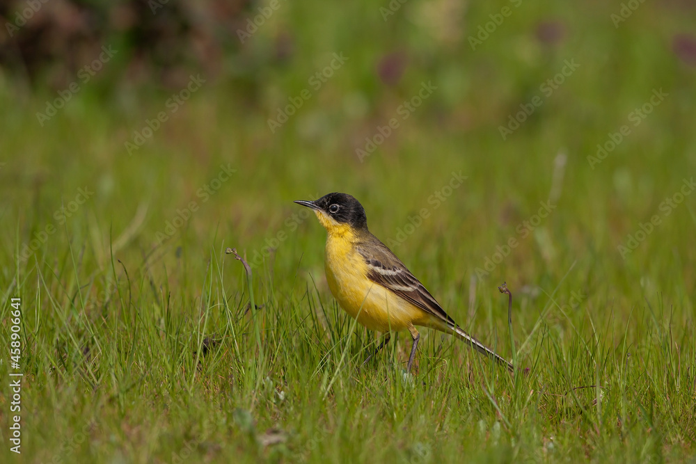 Western Yellow Wagtail (Motacilla flava) perched in the grass Western Yellow Wagtail (Motacilla flava) perched in the grass