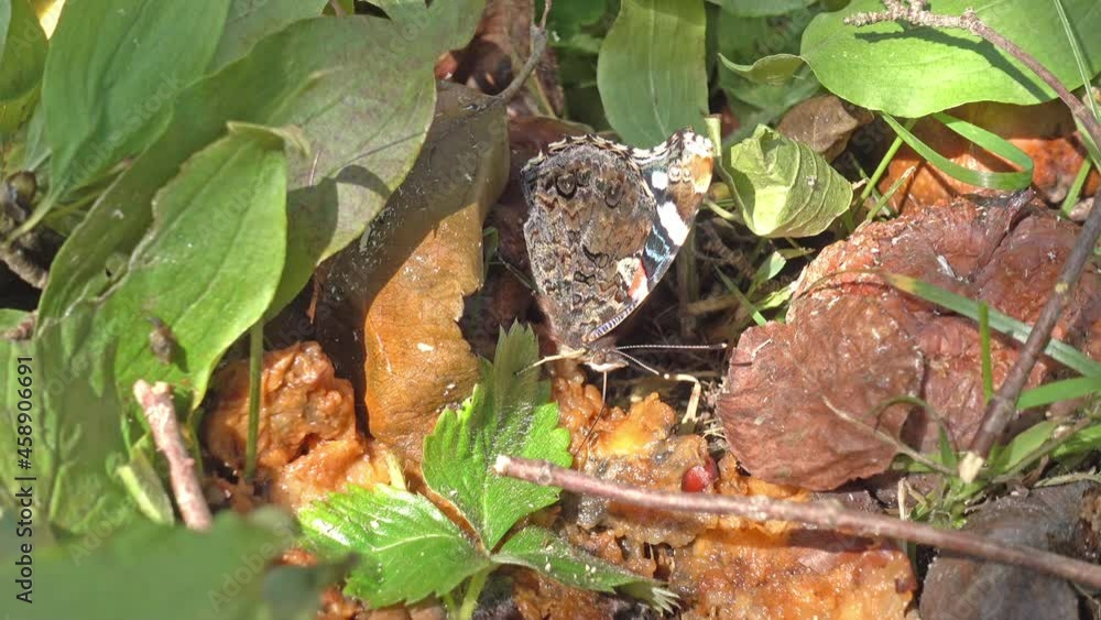 The admiral butterfly sits on fallen overripe fruits, under a fruit tree. She feeds on the juice of fermented fruits with the help of her proboscis. The admiral butterfly sits on fallen overripe fruits, under a fruit tree. She feeds on the juice of fermented fruits with the help of her proboscis.