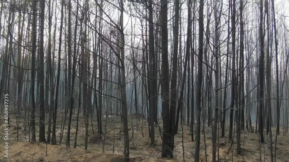 burnt forest after wildlfire. forest after fire, restoration and regrowth. huge wildfires 2021. Global warming, climate change, ecology. Forest problems burnt forest after wildlfire. forest after fire, restoration and regrowth. huge wildfires 2021. Global warming, climate change, ecology. Forest problems