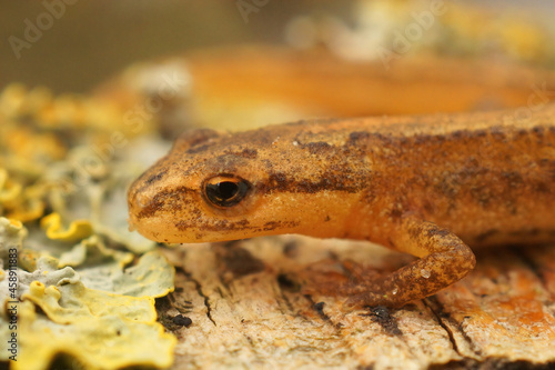 Closeup on a sub-adult Common smooth newt , Lissotriton vulgaris photo