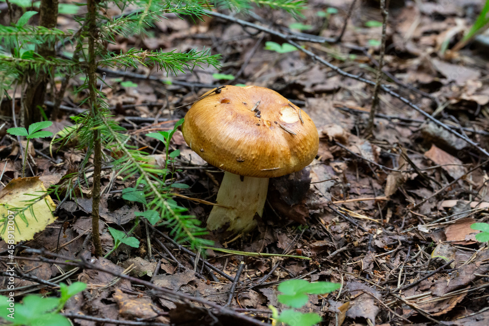 Edible mushroom, Valuy lat. Russula foetens . october