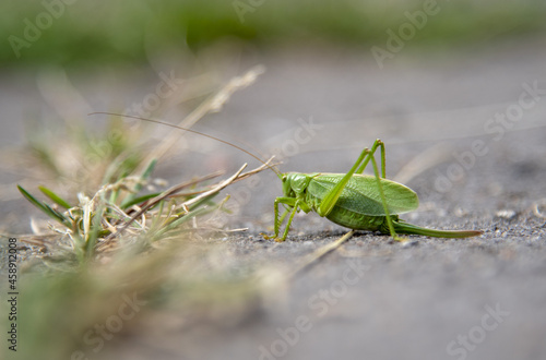 A green locust on an asphalt road.