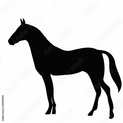 black horse silhouette on a white background