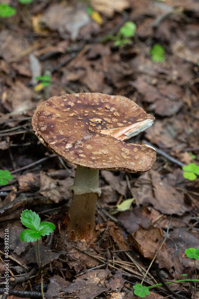 not edible mushroom Amanita rubescens in forest not edible mushroom Amanita rubescens in forest