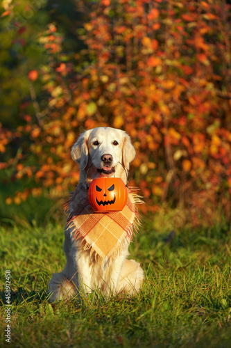 Adorable golden retriever with checkered bandana sits in park against on the autumn bush with red leaves background and holds a jack o lantern bucket. Dog holds a halloween symbol during golden hour
