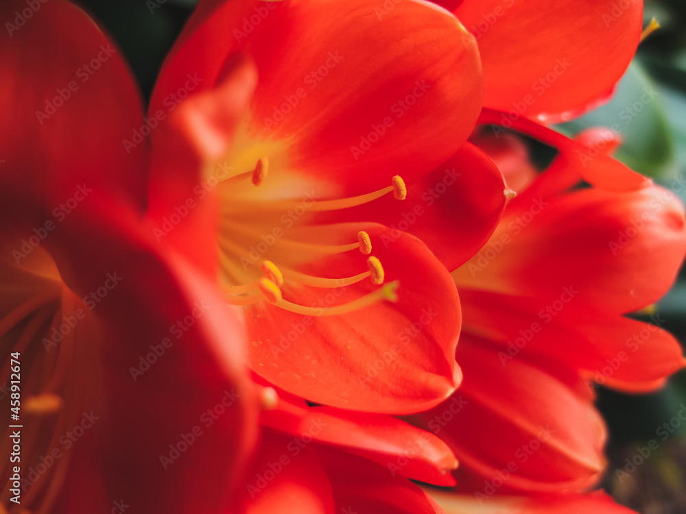 close up of an orange flower