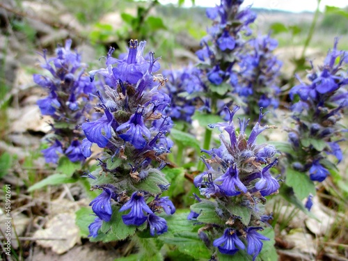 Bright blue flower bed of Blue bugleweed  Ajuga genevensis . Close-up detail outside.