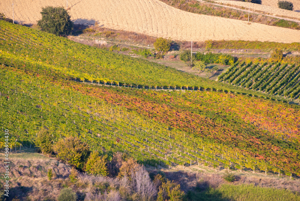 Vineyards on hills, agricaltural lands and countriside landscape