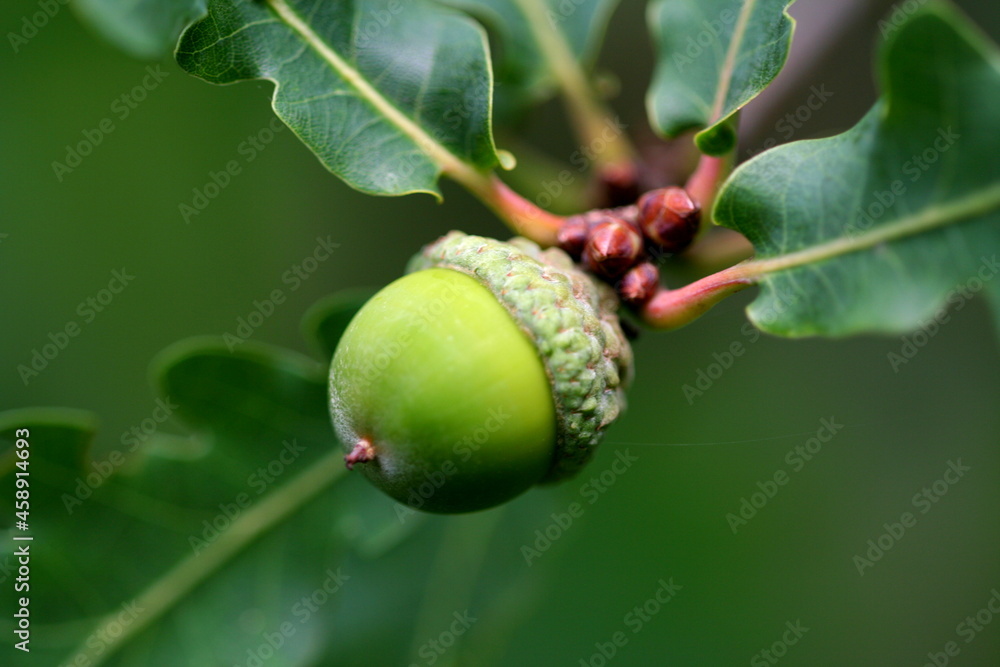 Obraz premium acorns on the oak