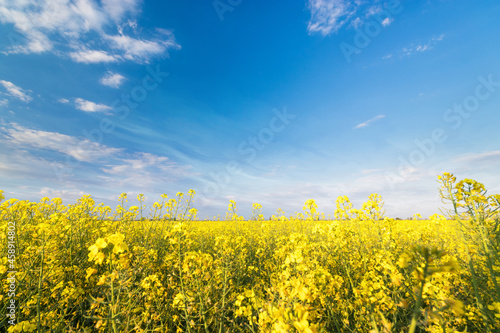 photo canola field / bright hot summer day landscape in nature
