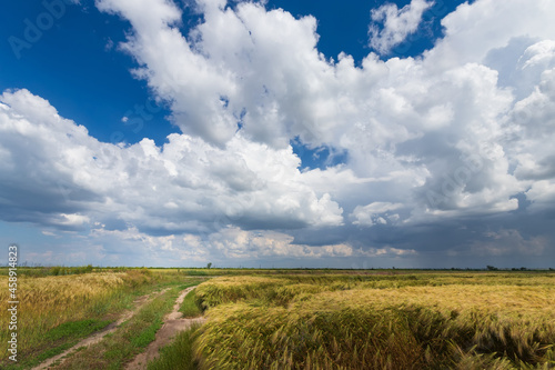trail along the wheat field  landscape outside the city fields of Ukraine