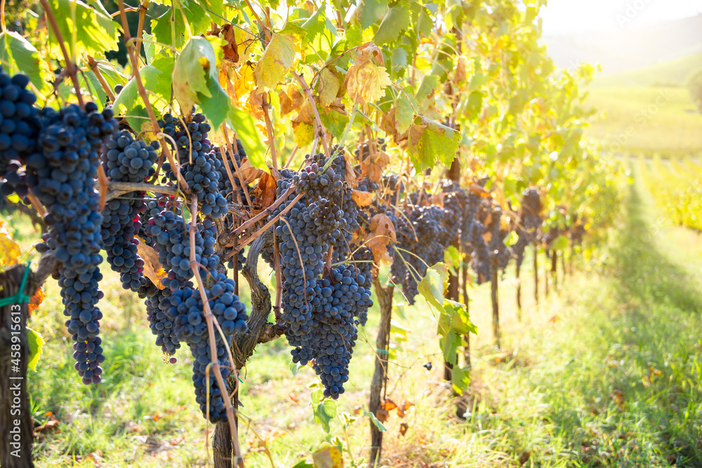 Ripe grapes growing on plants in vineyard