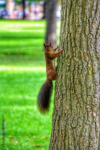 A Brown squirrel in the tree