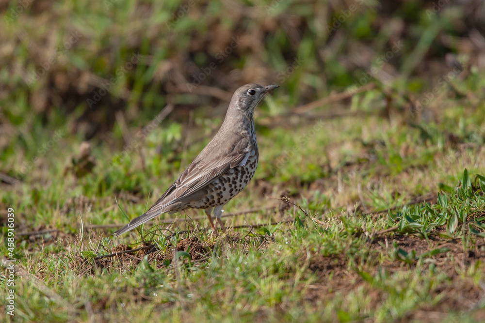 Song Thrush (Turdus philomelos) walking through the grass Song Thrush (Turdus philomelos) walking through the grass