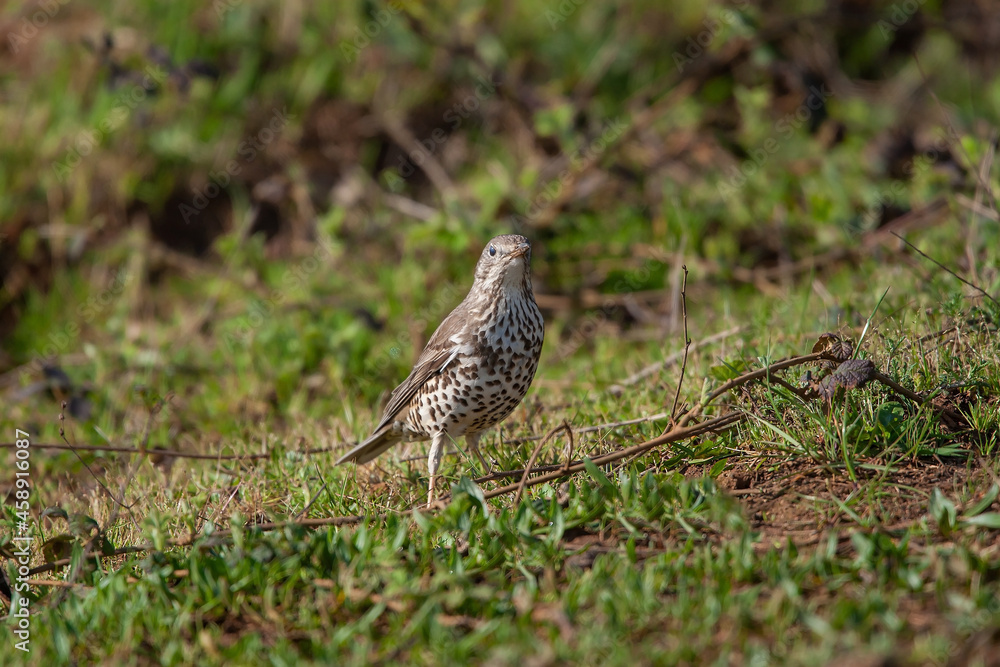 Song Thrush (Turdus philomelos) walking through the grass Song Thrush (Turdus philomelos) walking through the grass