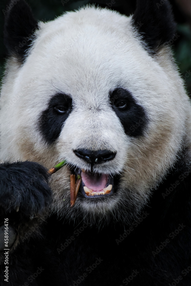 Obraz premium 笹を食べるパンダの正面顔アップ