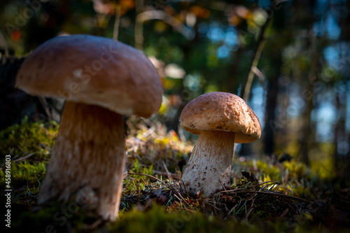 two big brown cap mushroom in forest