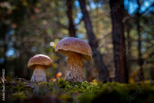 two brown cap mushroom grow in forest