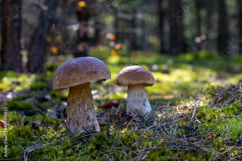 two brown cap mushroom grow in moss