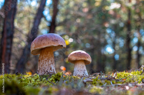 two brown cap mushroom grow in wood