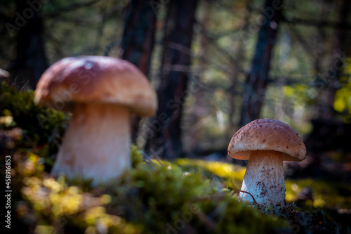 two brown cap mushroom in forest