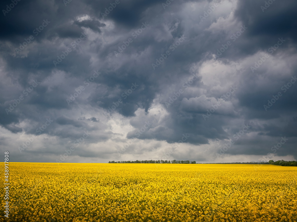Obraz premium Dark storm clouds over rapeseed field