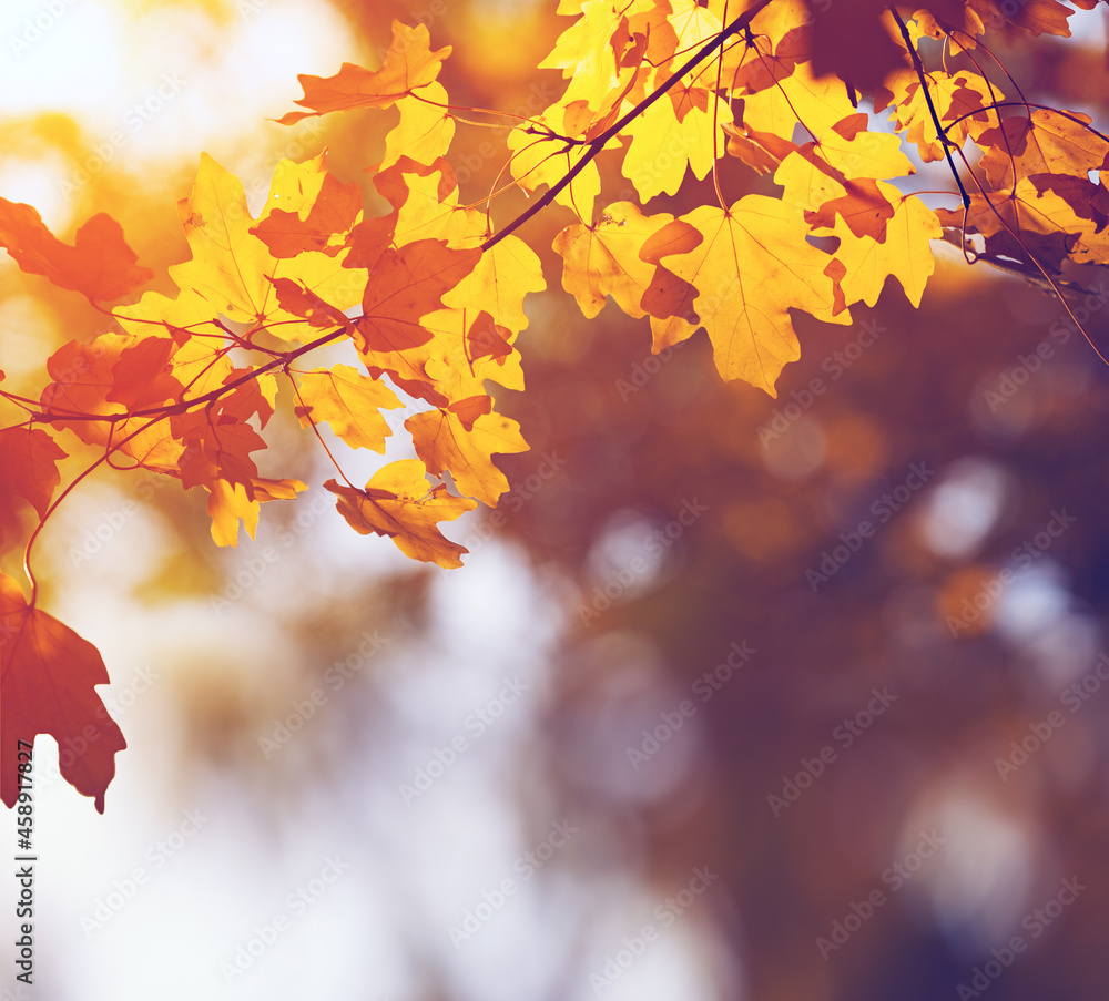Fototapeta premium Autumn leaves in sun light