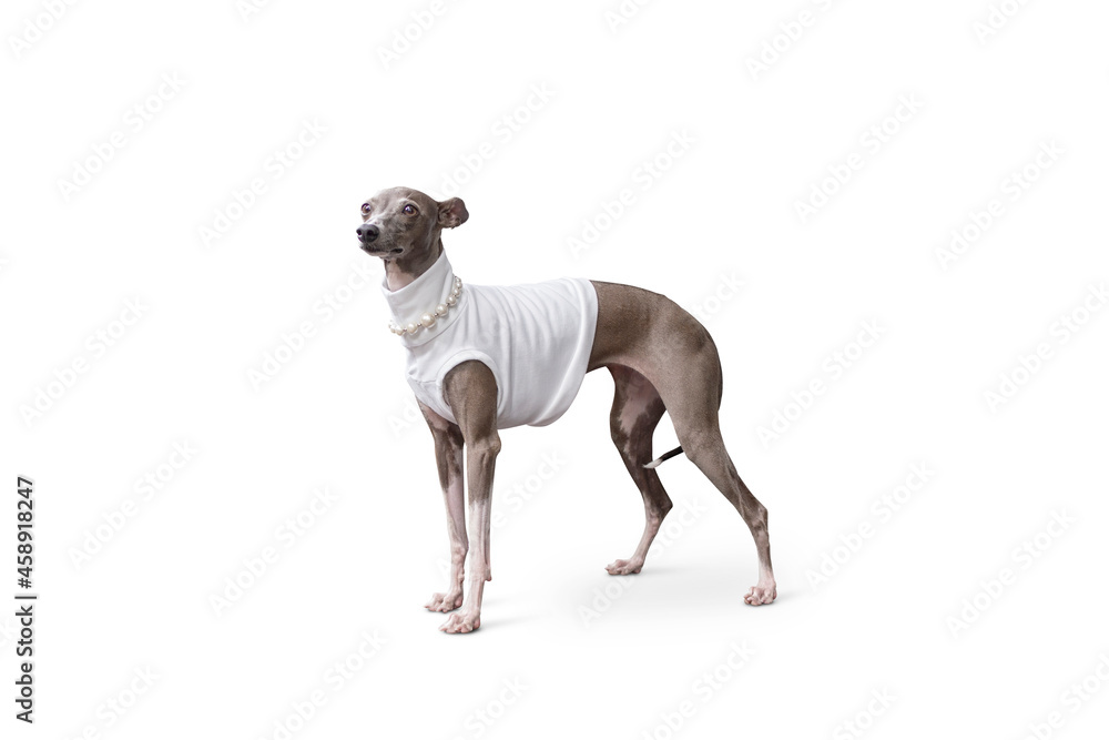 Italian Greyhound dog stand on the floor, studio shooting with white shirt, isolated on white background Italian Greyhound dog stand on the floor, studio shooting with white shirt, isolated on white background