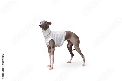 Tableau sur toile Italian Greyhound dog stand on the floor, studio shooting with white shirt, isol