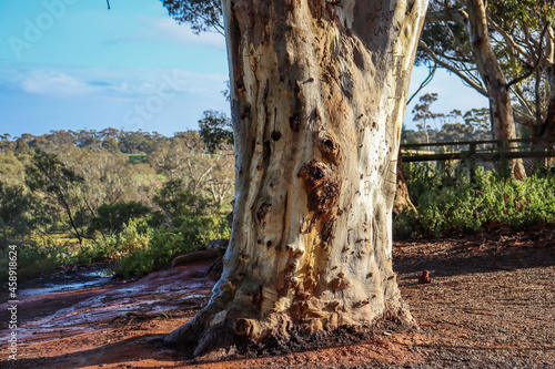 Fotografia eucalypt tree in bushland