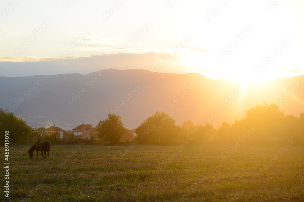 A horse grazes on a field during sunset