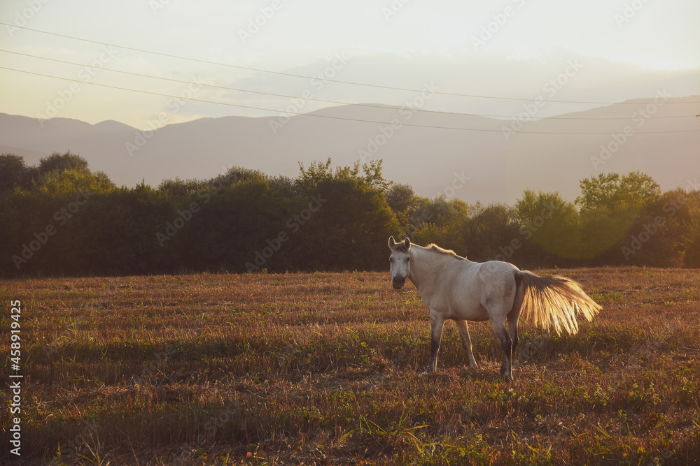 Fototapeta premium A horse grazes on a field during sunset