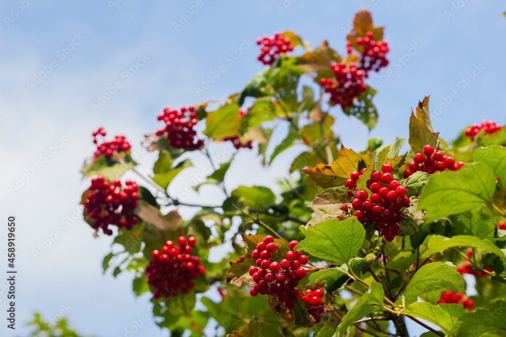Viburnum berries on a branch close-up. Ripe red viburnum. Guelder bush. Viburnum is a folk remedy for colds.