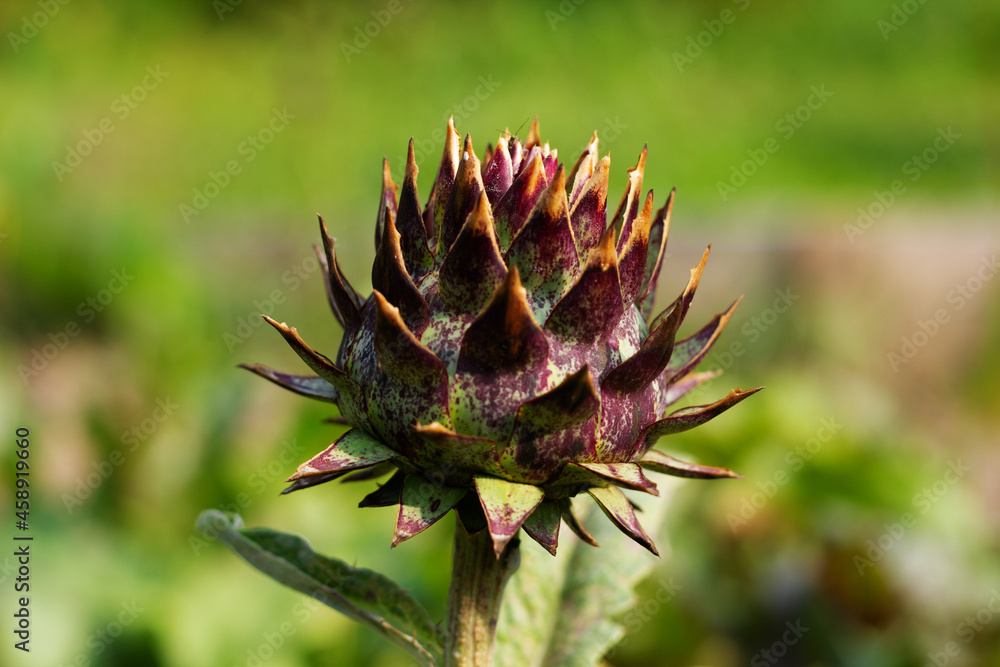 Artichoke close-up. Green artichoke grows in the garden. Healthy food for vegetarians. Green Jerusalem artichoke photo close-up. Side view. Artichoke close-up. Green artichoke grows in the garden. Healthy food for vegetarians. Green Jerusalem artichoke photo close-up. Side view.