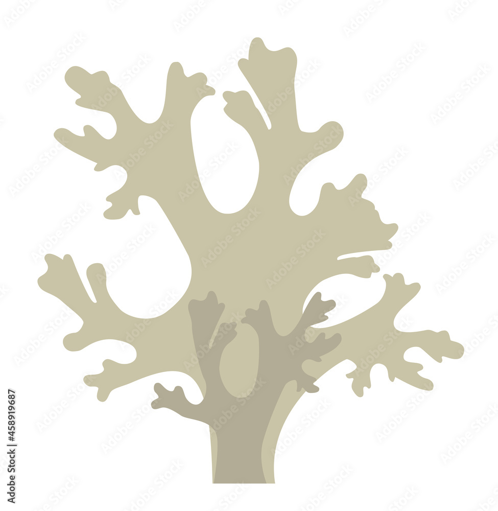 Gray lichen for design cetraria Icelandic Gray lichen for design cetraria Icelandic