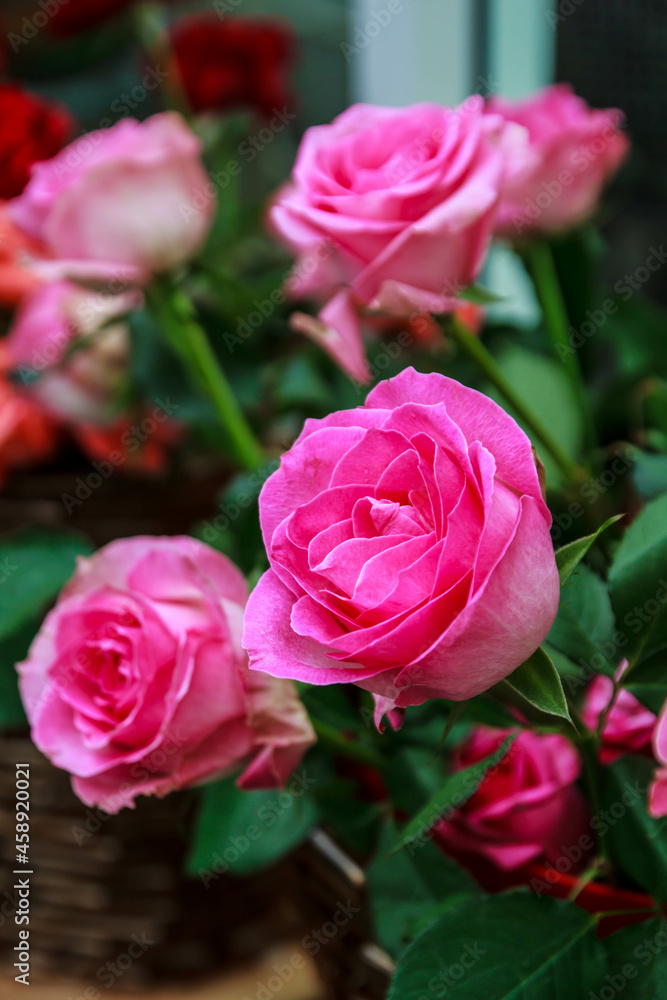 Pink rose