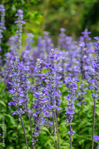 Garden purple flower natural © chitsanupong
