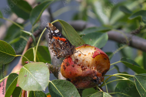 The butterfly insect feeds on the pear fruit.