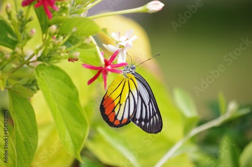 A close up shot of a colorful painted jezebel butterfly sipping nectar from a flower in a garden photo