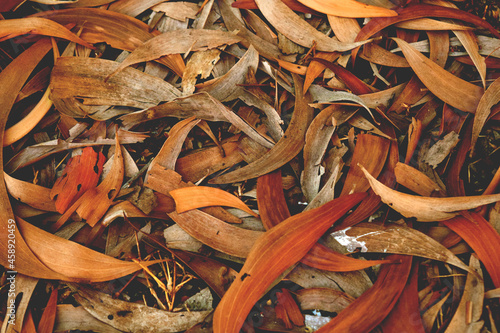 dried golden brown leaves fallen on the ground