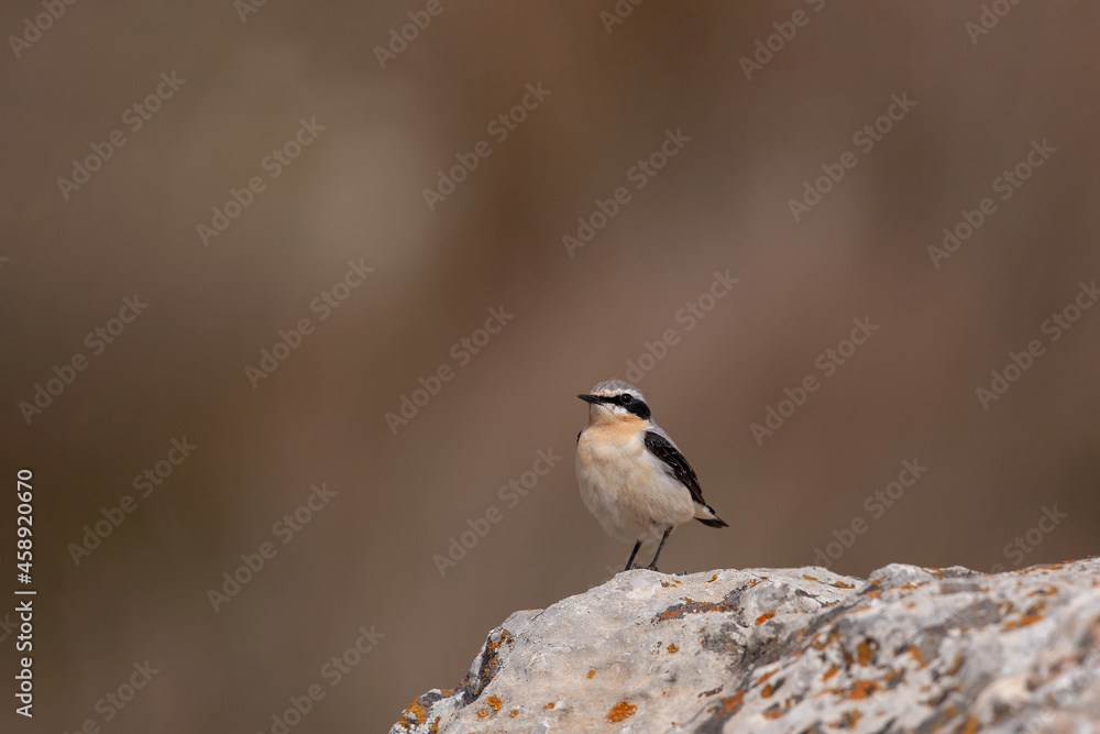 Northern Wheatear (Oenanthe) perched on a rock Northern Wheatear (Oenanthe) perched on a rock