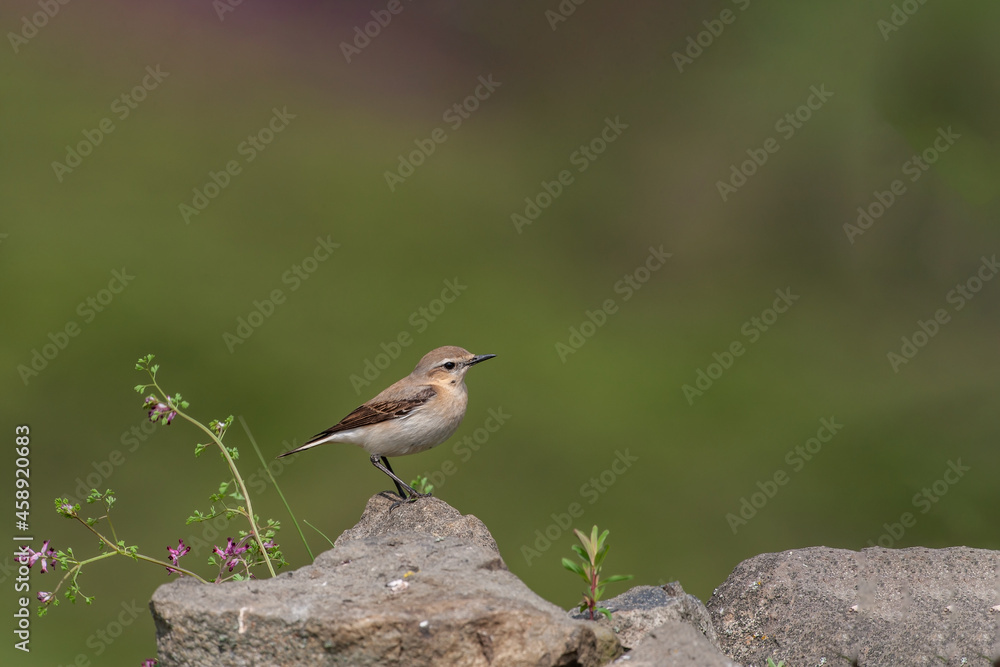 Northern Wheatear (Oenanthe) perched on a rock Northern Wheatear (Oenanthe) perched on a rock