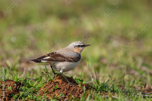 Northern Wheatear  Oenanthe  perched on grass