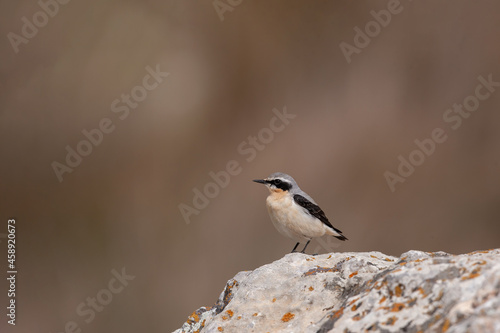 Northern Wheatear (Oenanthe) perched on a rock
