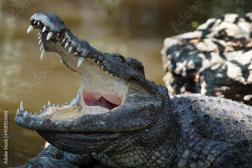 Photographie isolated crocodile with opened mouth
