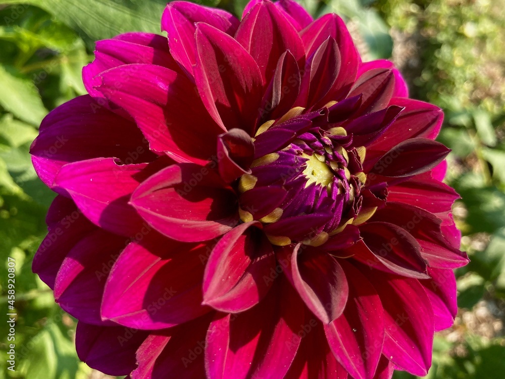 pink and yellow decorative dahlia