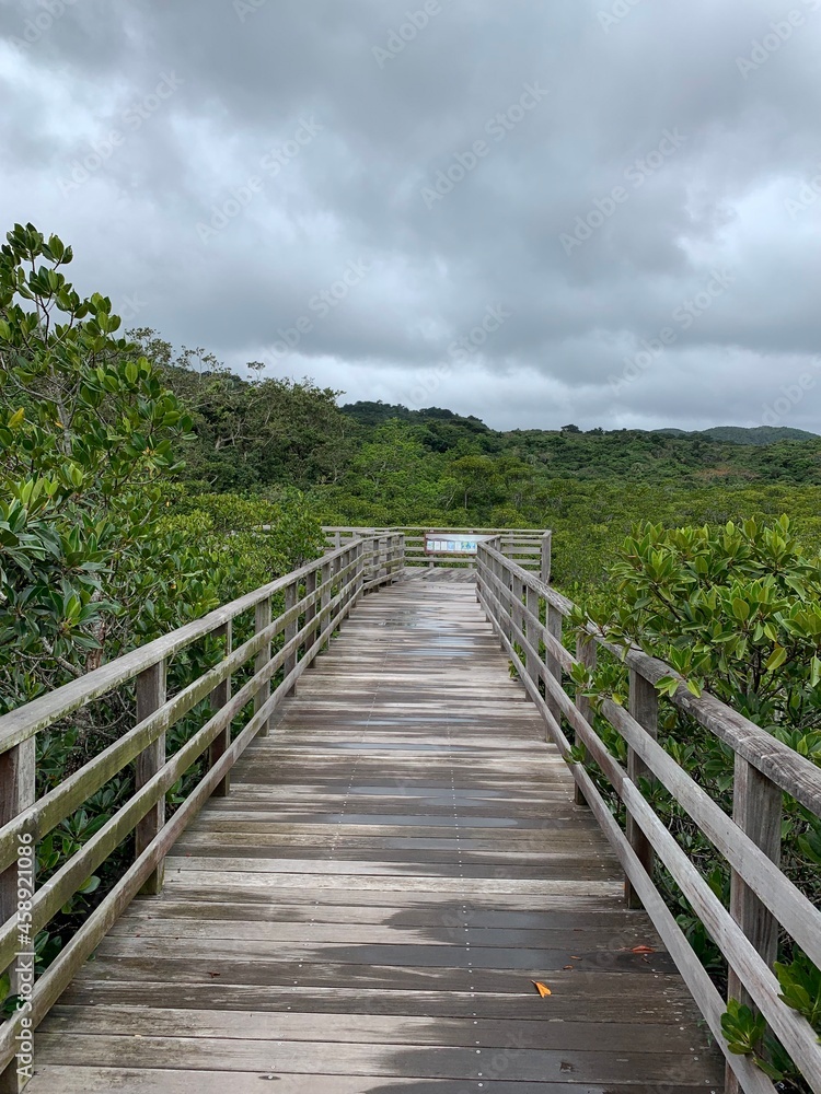西表島 ジャングル マングローブ 遊歩道 八重山諸島 沖縄県