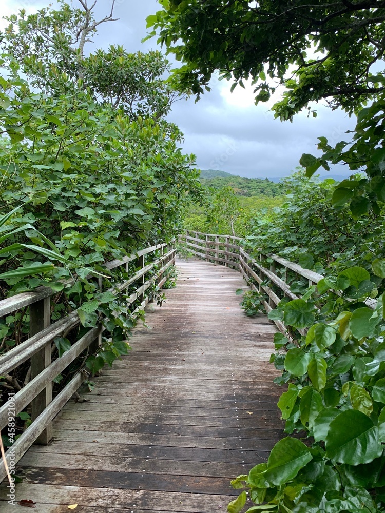 Obraz premium 西表島 ジャングル マングローブ 遊歩道 八重山諸島 沖縄県