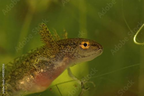 Closeup on a larvae of Montadon's newt, Lissotriton montandoni photo